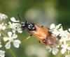 Arge cyanocrocea